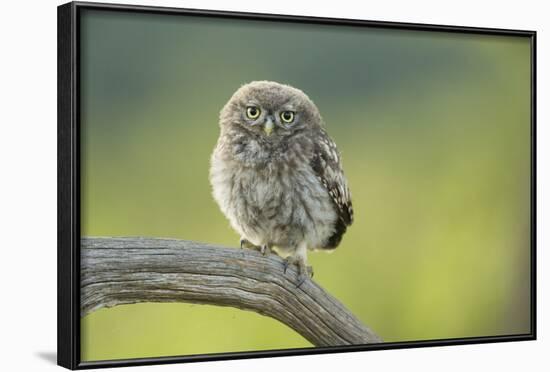 Little Owl (Athene Noctua), Yorkshire, England, United Kingdom, Europe-Kevin Morgans-Framed Photographic Print