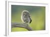 Little Owl (Athene Noctua), Yorkshire, England, United Kingdom, Europe-Kevin Morgans-Framed Photographic Print