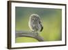 Little Owl (Athene Noctua), Yorkshire, England, United Kingdom, Europe-Kevin Morgans-Framed Photographic Print