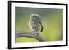 Little Owl (Athene Noctua), Yorkshire, England, United Kingdom, Europe-Kevin Morgans-Framed Photographic Print