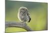 Little Owl (Athene Noctua), Yorkshire, England, United Kingdom, Europe-Kevin Morgans-Mounted Photographic Print