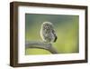 Little Owl (Athene Noctua), Yorkshire, England, United Kingdom, Europe-Kevin Morgans-Framed Photographic Print