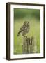 Little Owl (Athene Noctua), Yorkshire, England, United Kingdom, Europe-Kevin Morgans-Framed Photographic Print