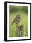 Little Owl (Athene Noctua), Yorkshire, England, United Kingdom, Europe-Kevin Morgans-Framed Photographic Print