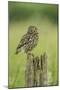 Little Owl (Athene Noctua), Yorkshire, England, United Kingdom, Europe-Kevin Morgans-Mounted Photographic Print