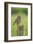 Little Owl (Athene Noctua), Yorkshire, England, United Kingdom, Europe-Kevin Morgans-Framed Photographic Print