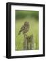 Little Owl (Athene Noctua), Yorkshire, England, United Kingdom, Europe-Kevin Morgans-Framed Photographic Print