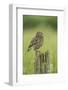 Little Owl (Athene Noctua), Yorkshire, England, United Kingdom, Europe-Kevin Morgans-Framed Photographic Print