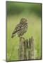 Little Owl (Athene Noctua), Yorkshire, England, United Kingdom, Europe-Kevin Morgans-Mounted Photographic Print