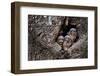 Little owl chicks in nest hole, Arcos de la Frontera, Spain-Andres M. Dominguez-Framed Photographic Print