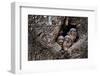 Little owl chicks in nest hole, Arcos de la Frontera, Spain-Andres M. Dominguez-Framed Photographic Print