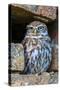 Little Owl in A Hole in A Wall-WhitcombeRD-Stretched Canvas