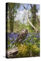 Little Owl in Bluebell Wood-null-Stretched Canvas