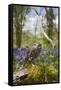 Little Owl in Bluebell Wood-null-Framed Stretched Canvas