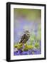 Little Owl in Bluebell Wood-null-Framed Photographic Print