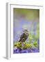 Little Owl in Bluebell Wood-null-Framed Photographic Print