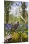 Little Owl in Bluebell Wood-null-Mounted Photographic Print