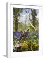 Little Owl in Bluebell Wood-null-Framed Photographic Print