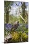 Little Owl in Bluebell Wood-null-Mounted Photographic Print