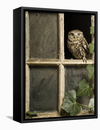 Little Owl in Window of Derelict Building, UK, January-Andy Sands-Framed Stretched Canvas