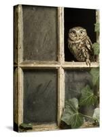 Little Owl in Window of Derelict Building, UK, January-Andy Sands-Stretched Canvas