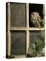 Little Owl in Window of Derelict Building, UK, January-Andy Sands-Stretched Canvas