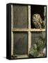 Little Owl in Window of Derelict Building, UK, January-Andy Sands-Framed Stretched Canvas