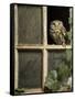 Little Owl in Window of Derelict Building, UK, January-Andy Sands-Framed Stretched Canvas