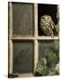 Little Owl in Window of Derelict Building, UK, January-Andy Sands-Stretched Canvas