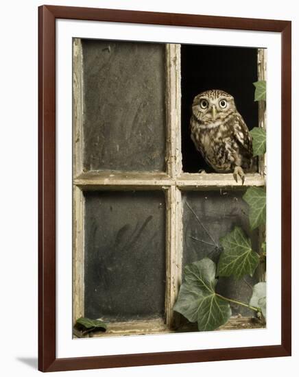 Little Owl in Window of Derelict Building, UK, January-Andy Sands-Framed Premium Photographic Print