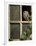 Little Owl in Window of Derelict Building, UK, January-Andy Sands-Framed Premium Photographic Print