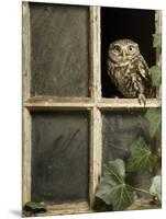 Little Owl in Window of Derelict Building, UK, January-Andy Sands-Mounted Premium Photographic Print