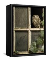 Little Owl in Window of Derelict Building, UK, January-Andy Sands-Framed Stretched Canvas