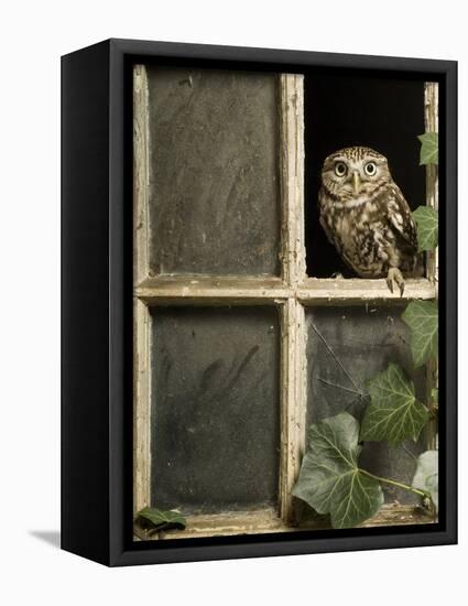 Little Owl in Window of Derelict Building, UK, January-Andy Sands-Framed Stretched Canvas