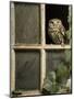 Little Owl in Window of Derelict Building, UK, January-Andy Sands-Mounted Premium Photographic Print