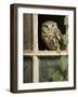 Little Owl in Window of Derelict Building, UK, January-Andy Sands-Framed Photographic Print