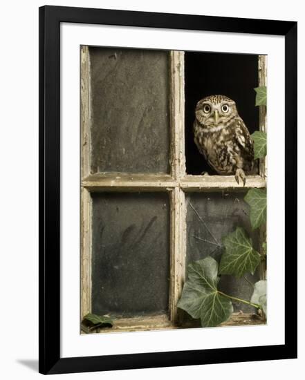 Little Owl in Window of Derelict Building, UK, January-Andy Sands-Framed Photographic Print