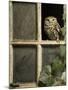 Little Owl in Window of Derelict Building, UK, January-Andy Sands-Mounted Photographic Print