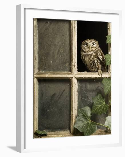 Little Owl in Window of Derelict Building, UK, January-Andy Sands-Framed Photographic Print