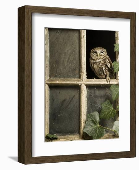 Little Owl in Window of Derelict Building, UK, January-Andy Sands-Framed Photographic Print