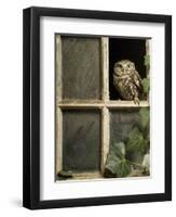 Little Owl in Window of Derelict Building, UK, January-Andy Sands-Framed Photographic Print