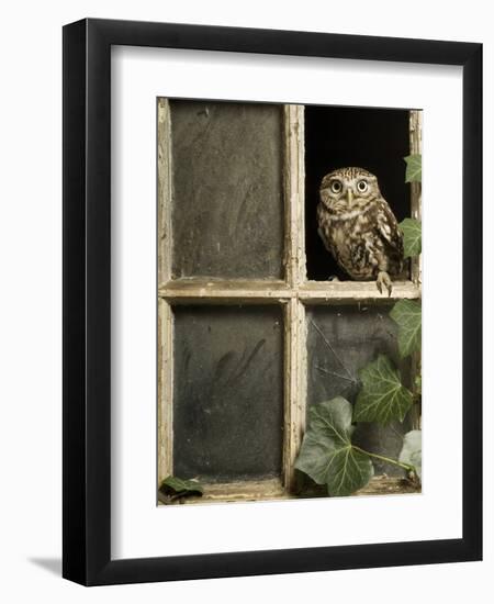 Little Owl in Window of Derelict Building, UK, January-Andy Sands-Framed Photographic Print