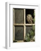 Little Owl in Window of Derelict Building, UK, January-Andy Sands-Framed Photographic Print