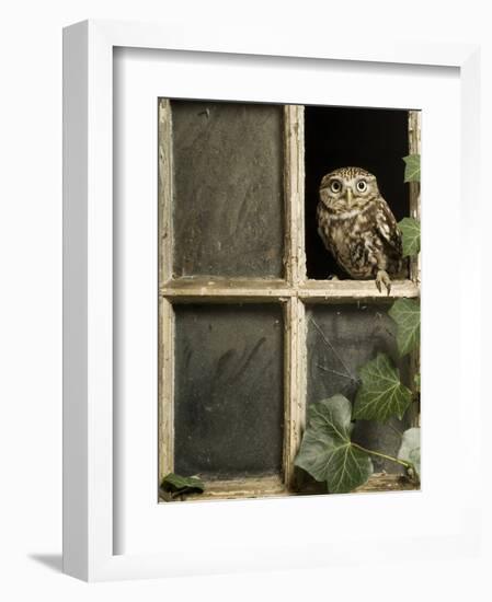 Little Owl in Window of Derelict Building, UK, January-Andy Sands-Framed Photographic Print