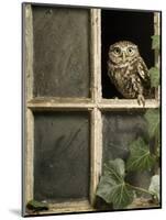 Little Owl in Window of Derelict Building, UK, January-Andy Sands-Mounted Photographic Print