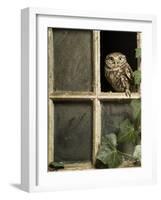 Little Owl in Window of Derelict Building, UK, January-Andy Sands-Framed Photographic Print