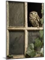 Little Owl in Window of Derelict Building, UK, January-Andy Sands-Mounted Photographic Print