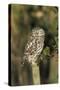 Little Owl on Post-null-Stretched Canvas