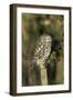 Little Owl on Post-null-Framed Photographic Print