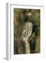 Little Owl on Post-null-Framed Photographic Print